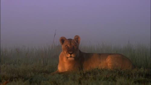 Swamp Lions still