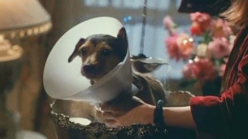Every Dog Has Its Day still