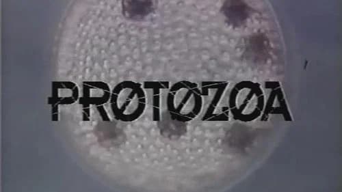 Protozoa still