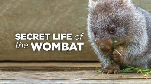 Secret Life of the Wombat still