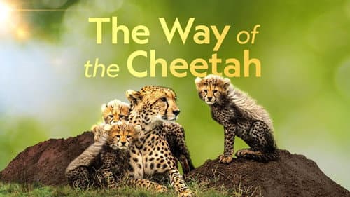 The Way of the Cheetah still