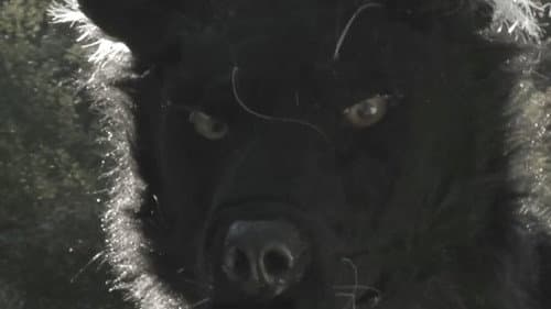 Dogman 2: The Wrath of the Litter still
