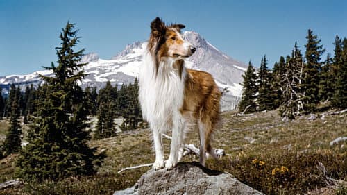 Lassie and the Flight of the Cougar still