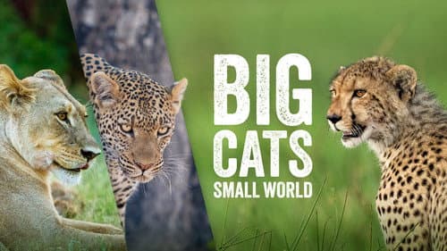 Big Cats, Small World still