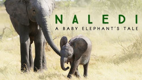 Naledi: A Baby Elephant's Tale still