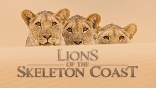 Lions of the Skeleton Coast still