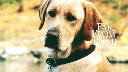 Far from Home: The Adventures of Yellow Dog still