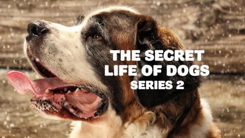 The Secret Life of Dogs still