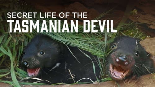 Secret Life Of The Tasmanian Devil still