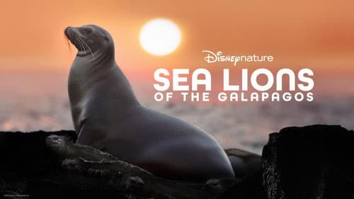 Sea Lions of the Galapagos still