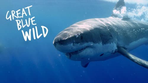 Great Blue Wild still