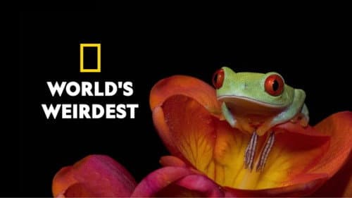 World's Weirdest still