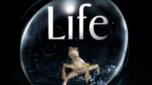 Life still