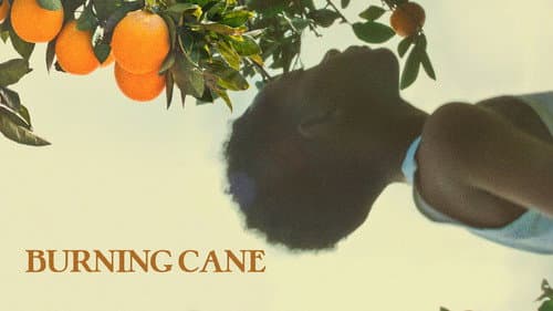 Burning Cane still