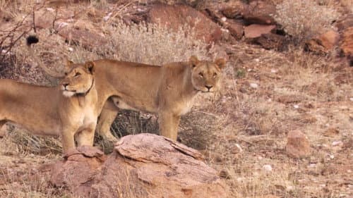 Desert Lions still