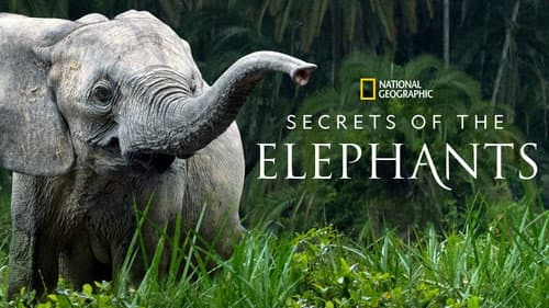 Secrets of the Elephants still