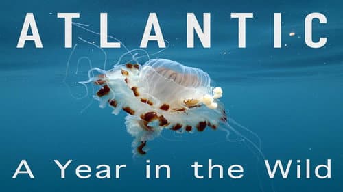 Atlantic: A Year in the Wild still