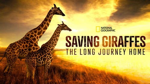 Saving Giraffes: The Long Journey Home still