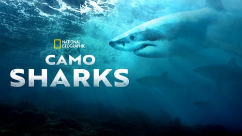 Camo Sharks still