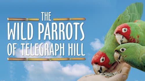 The Wild Parrots of Telegraph Hill still