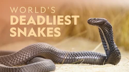 World's Deadliest Snakes still
