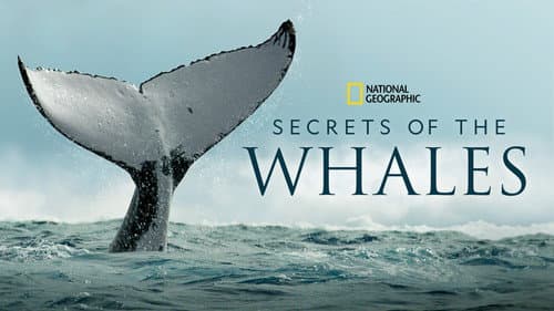 Secrets of the Whales still