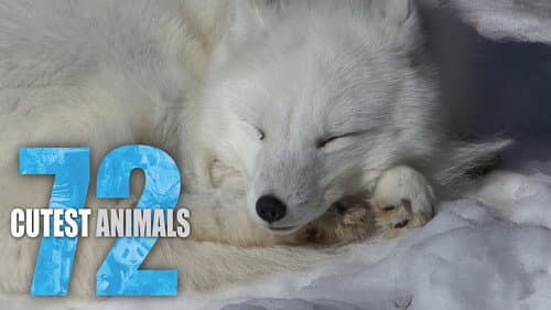 72 Cutest Animals still