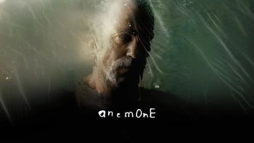 Anemone still