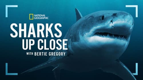 Sharks Up Close with Bertie Gregory still