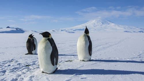 Antarctica: A Year on Ice still