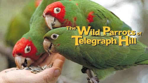 The Wild Parrots of Telegraph Hill still