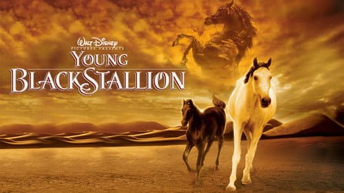 Young Black Stallion still