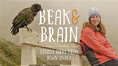 Beak & Brain - Genius Birds from Down Under still