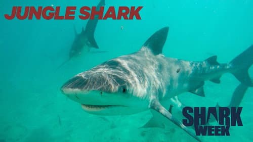 Jungle Shark still