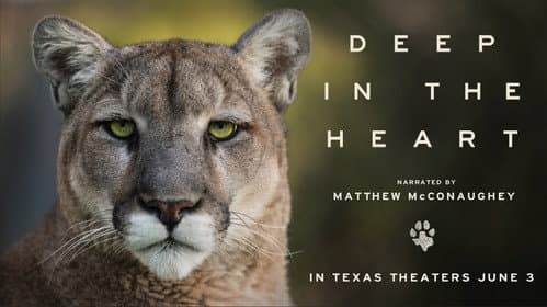 Deep in the Heart: A Texas Wildlife Story still