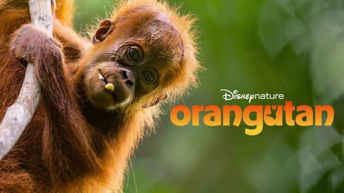Orangutan still