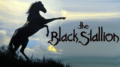 The Black Stallion still