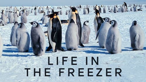 Life in the Freezer still