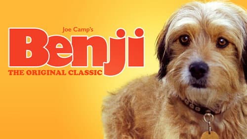 Benji still