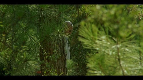 Pines still