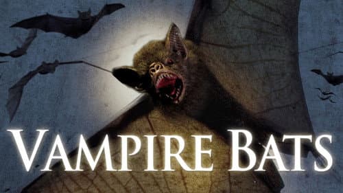 Vampire Bats still