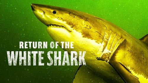 Return of the White Shark still