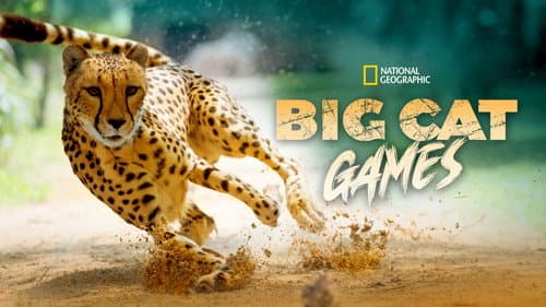 Big Cat Games still