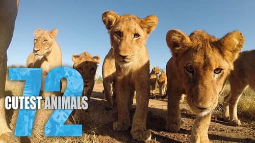 72 Cutest Animals still