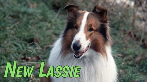 The New Lassie still