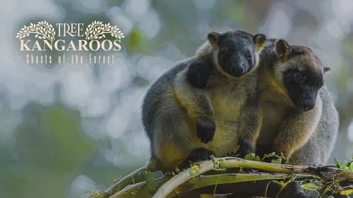 Tree Kangaroos: Ghosts of the Forest still
