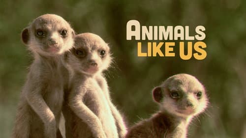 Animals Like Us still