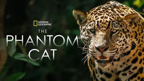 The Phantom Cat: Jaguar still