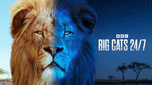 Big Cats 24/7 still