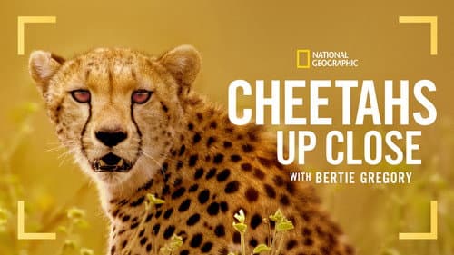 Cheetahs Up Close with Bertie Gregory still